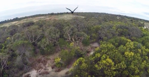 Eagle Takes Out Drone in Midair