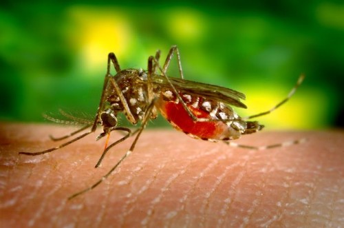 Top 15 U.S. metros for mosquitos? None are in Fla.