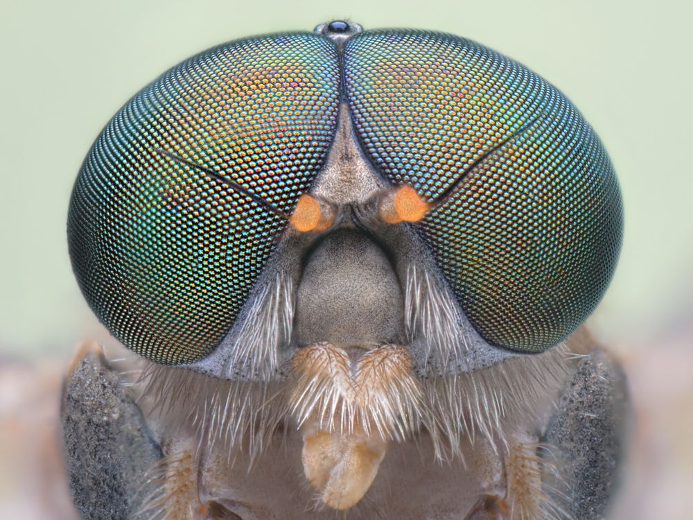 Insect-Inspired Eyes Give Sight to Mini Drones
