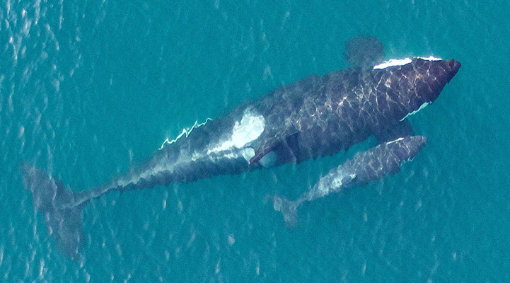 Drone Photos Reveal a Rebounding Killer Whale Community