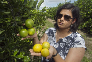 Florida citrus forecast ‘dire’