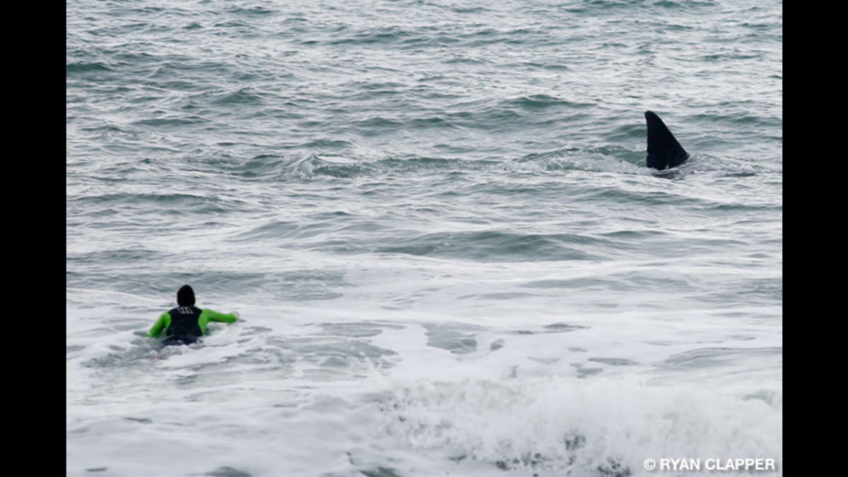 Endangered whales swim in Sebastian Inlet