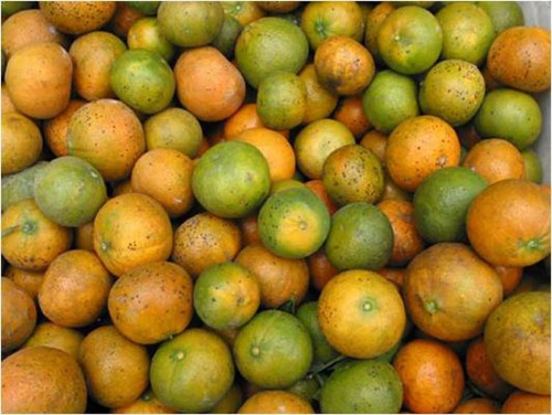 Tips for dealing with citrus greening