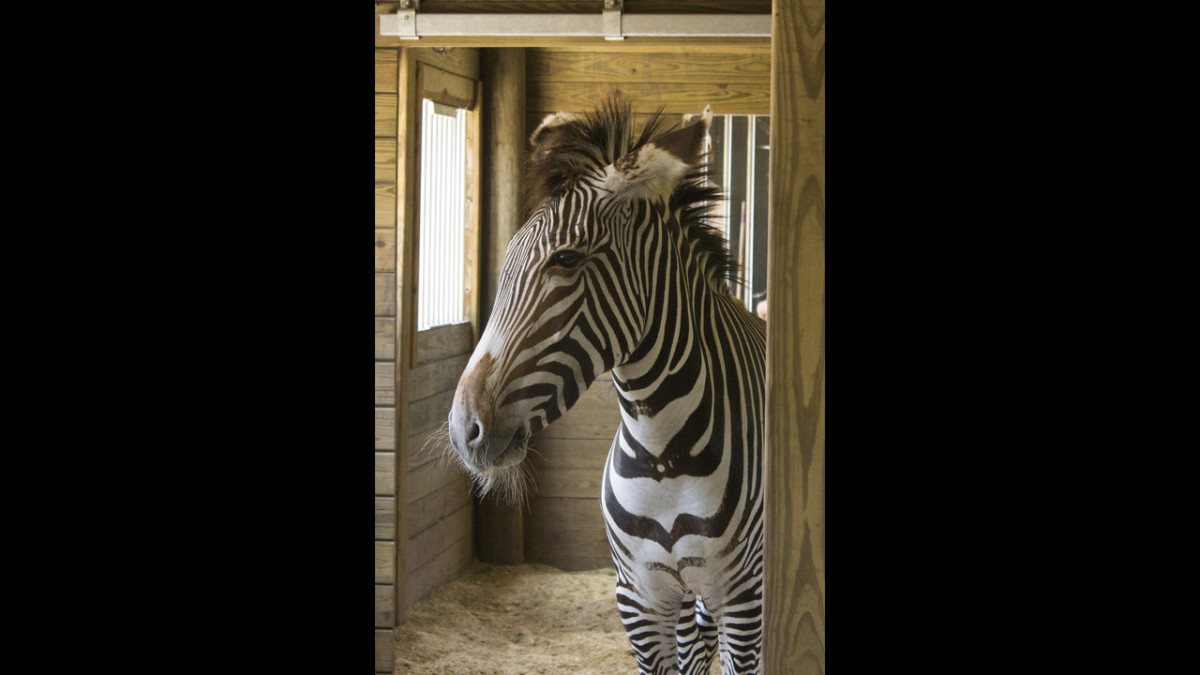 Brevard Zoo welcomes new zebra