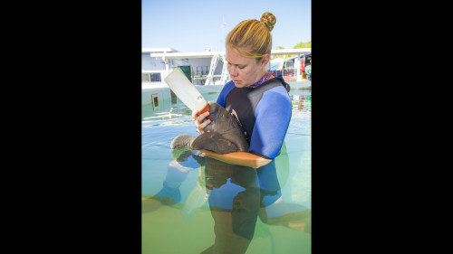 SeaWorld Orlando cares for 2-week-old orphaned manatee