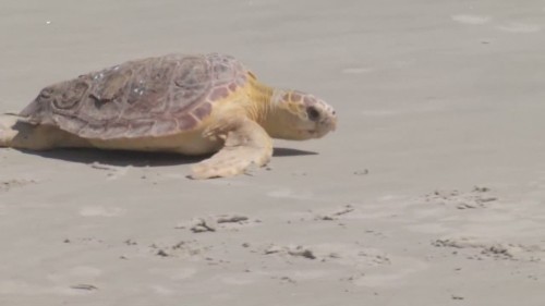 Why steal sea turtle eggs? Thriving black market in county