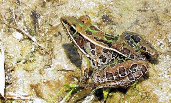 ‘Vanishing’ frog makes brief appearance