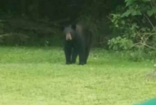 Bear captured in Winter Garden neighborhood