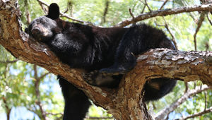 County approves pro-black bear resolution