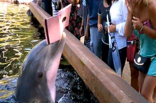 Video: Dolphin snatches woman’s iPad at SeaWorld, dumps it in water