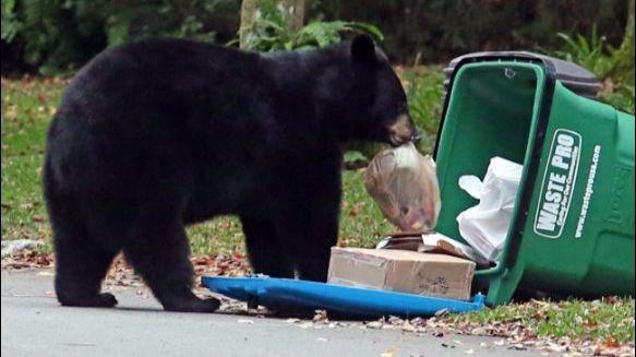 State reduces funding to bear-proof neighborhoods by $310K