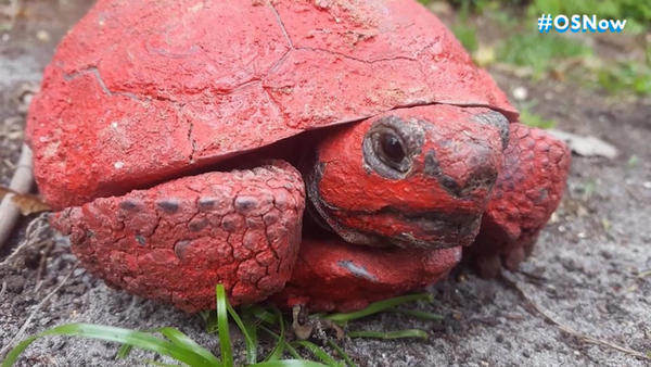 Man arrested after Raphael the turtle painted red