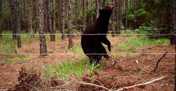 Nuisance bear deaths decline as bear-proof cans and “bear-wise” neighborhoods rise