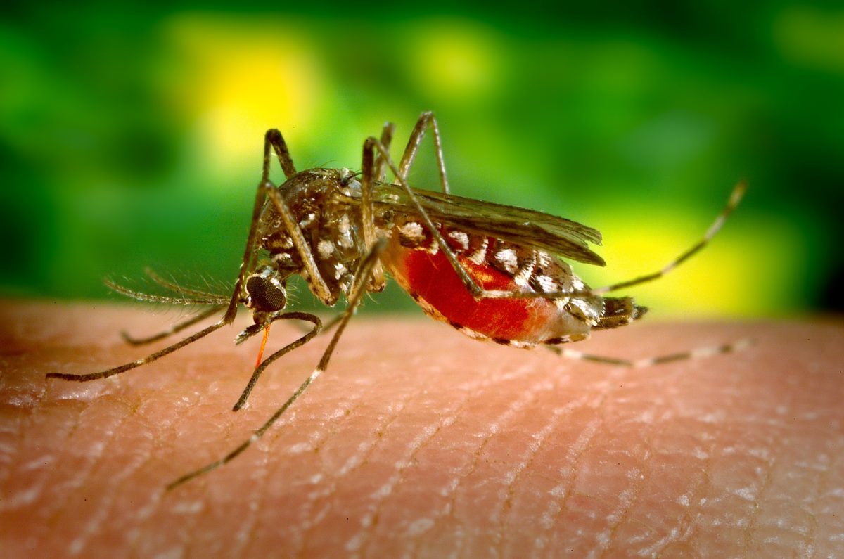 8 New Tricks for Keeping Mosquitos Away